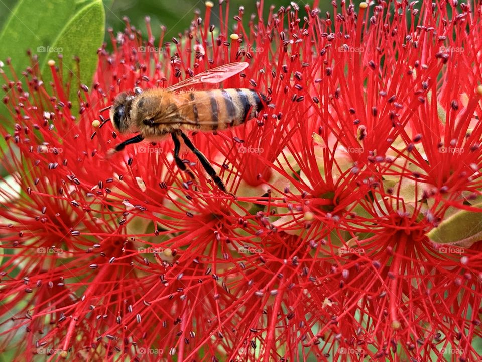 A closeup of a bee frolicking through a red Bottle Brush flower to gather pollen. The Bottle Brush with its graceful, drooping branches ending in flowers with cheerful, bright red stamens, form in tufted clusters that resemble a round brush.