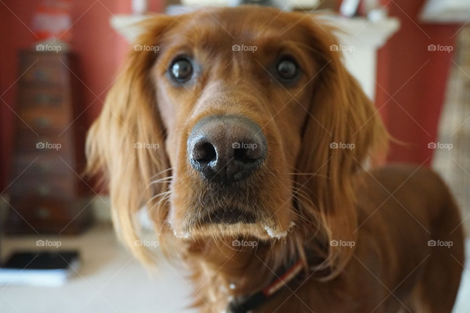 Quinn .. Red Setter Dog Portrait .. pleading face 