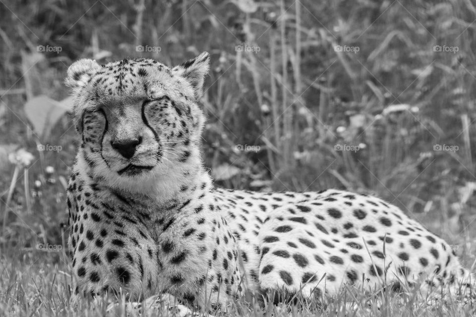 Cheetah sleeping, portrait in monochrome