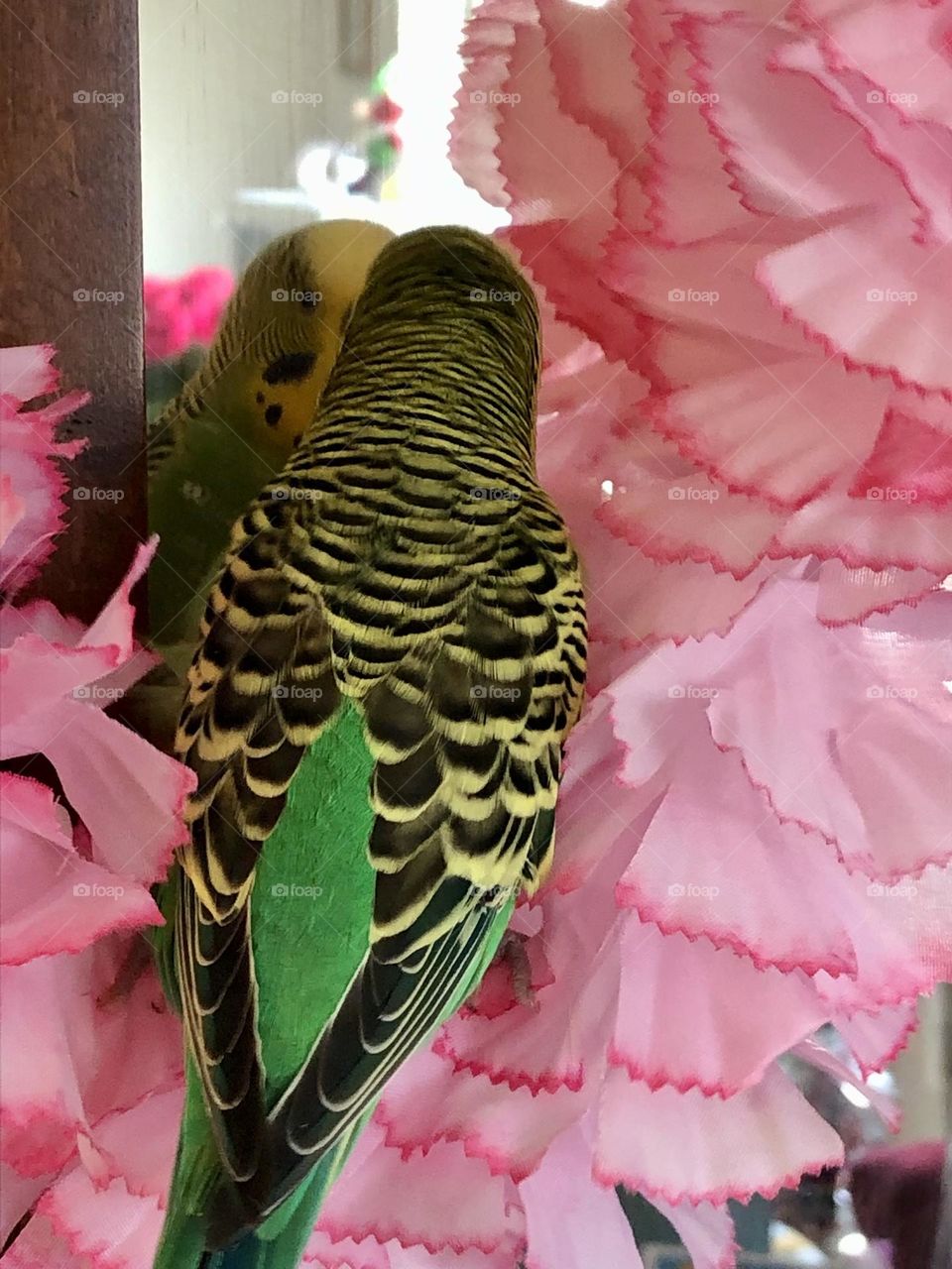 Checking out the Mirror  while relaxing Kiwi 🦜