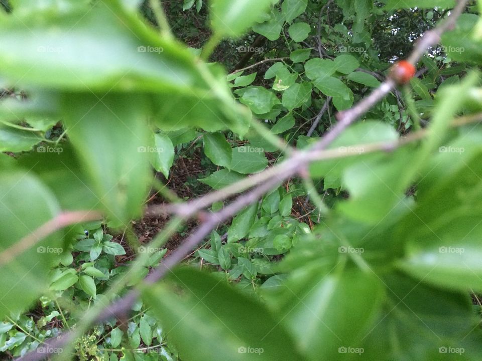 Ivy and ladybug