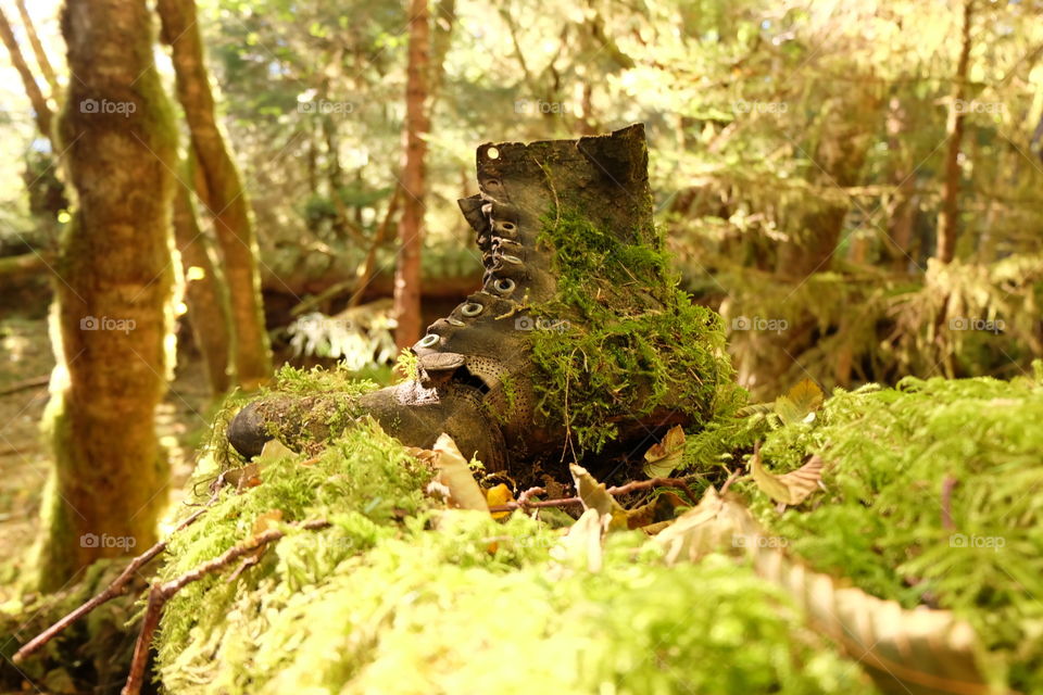 An boot left near a forestry camp impacted by disease , Haida Gwaii