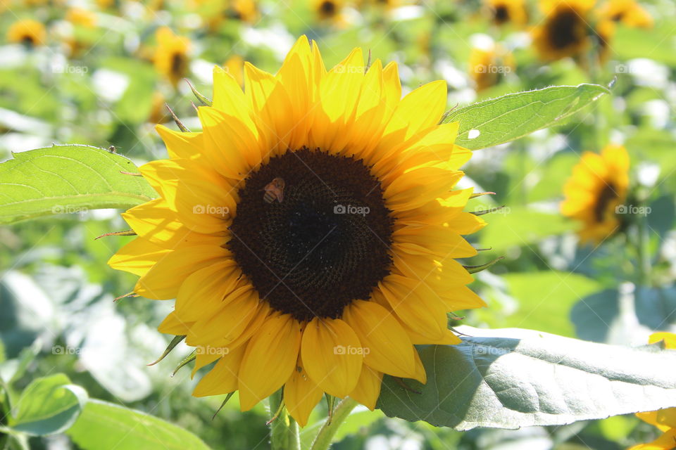 Sunflowers Fields