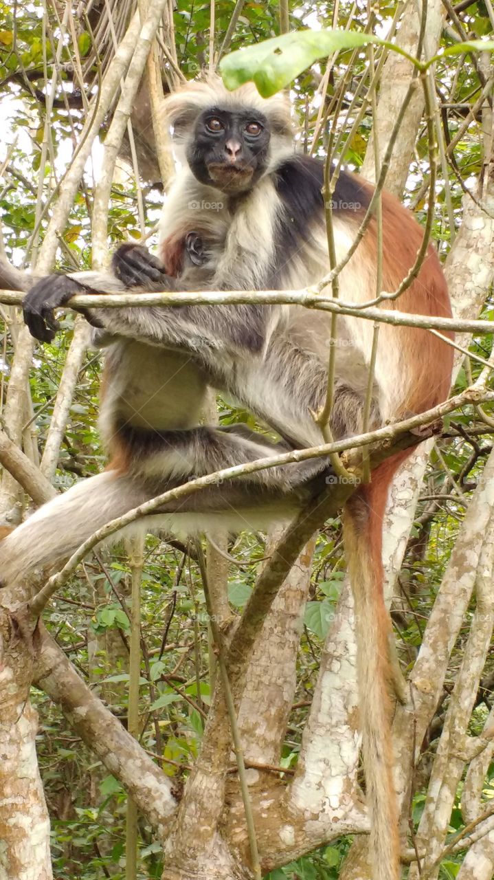 Red colobus on the tree