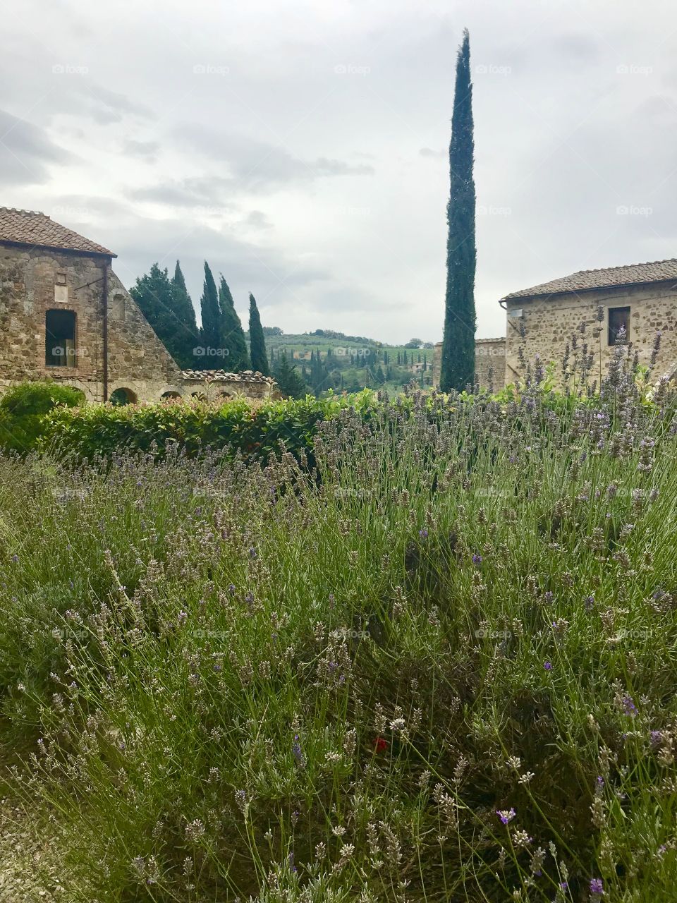 Tuscany lavender 