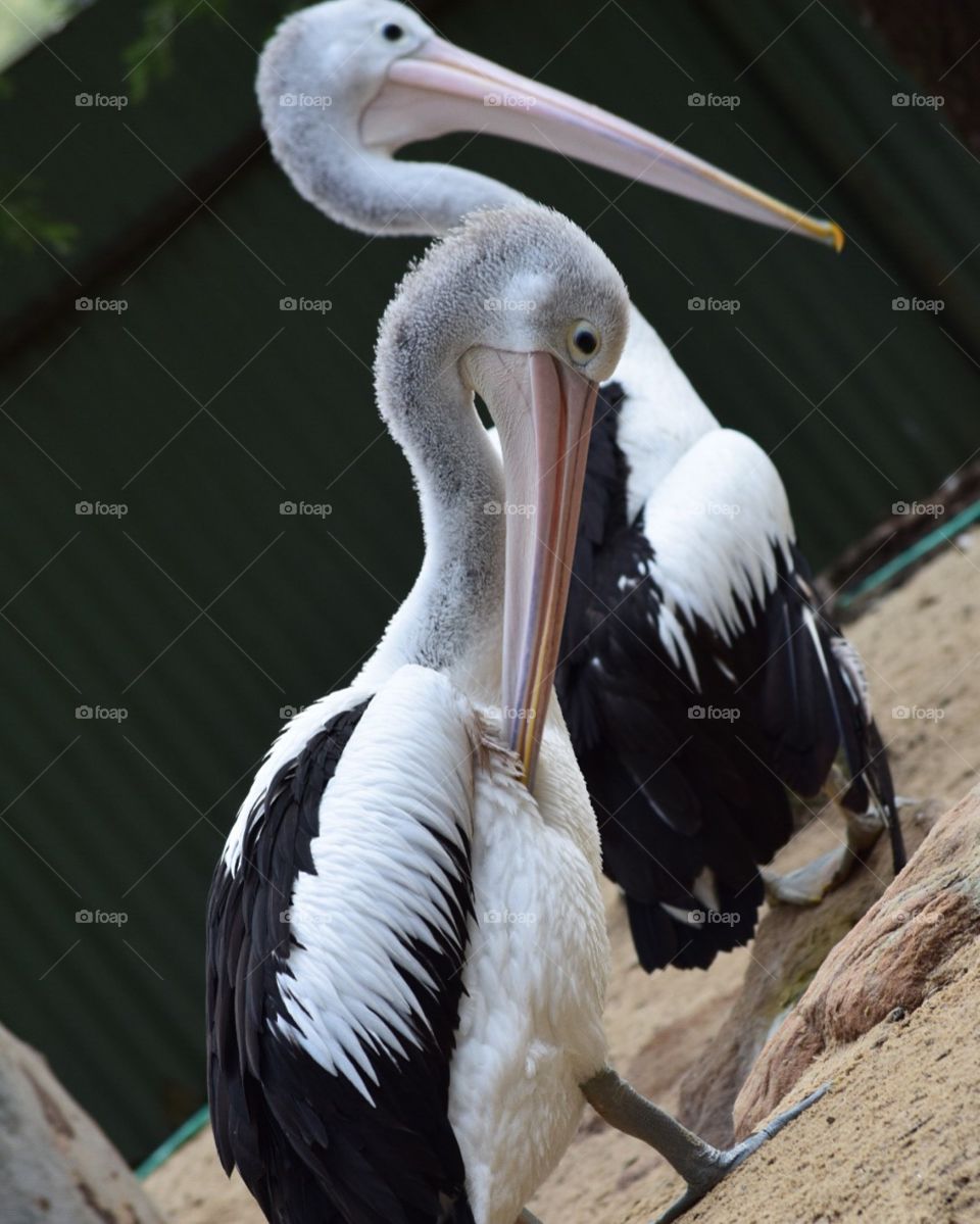 Australian pelicans 