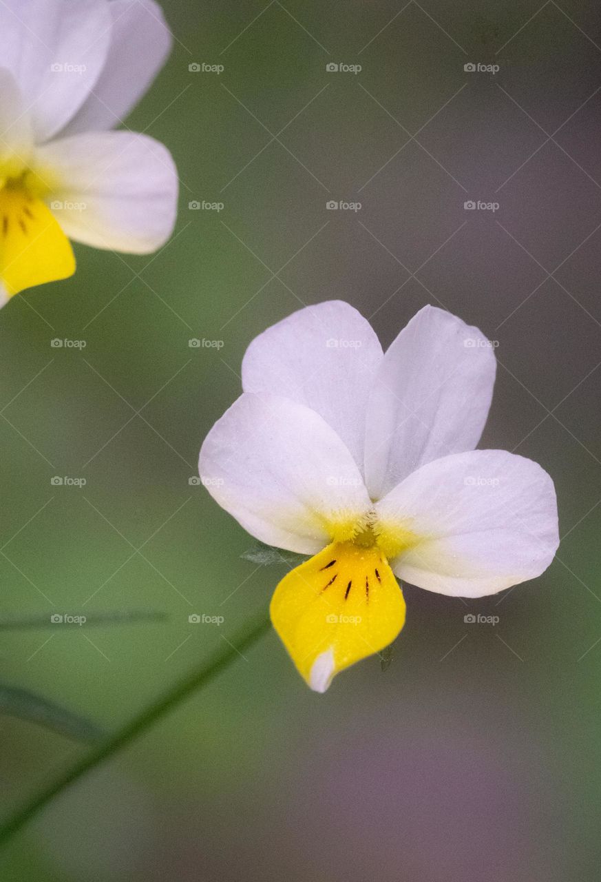 Natural background with two flowers 