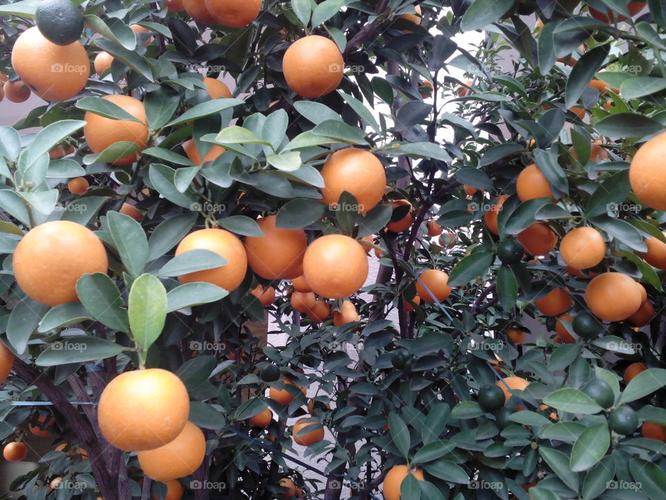 Small oranges om the tree