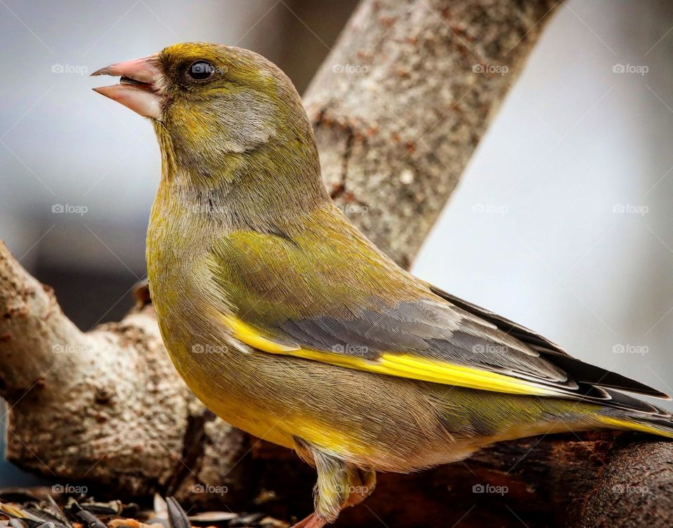 Beautiful and cute bird