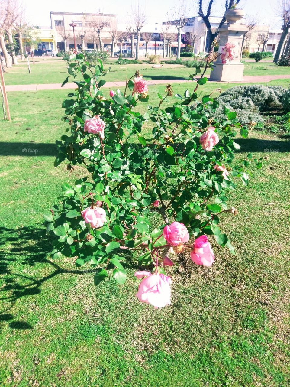 Rosas Rojas En Fray Bentos-Uruguay.