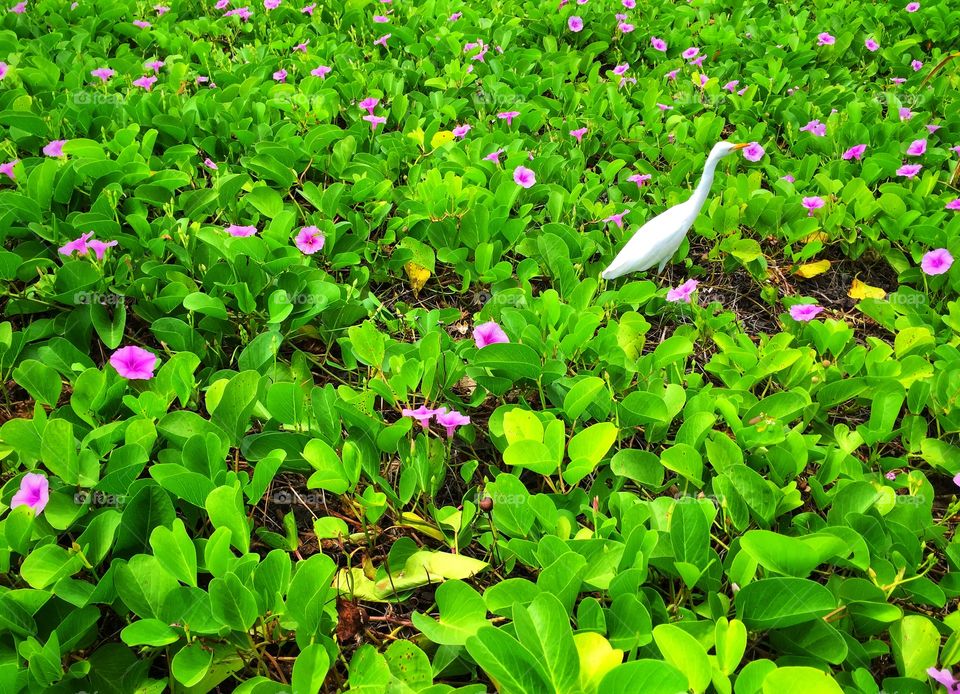 A white egret in a field of beach morning glory flowers