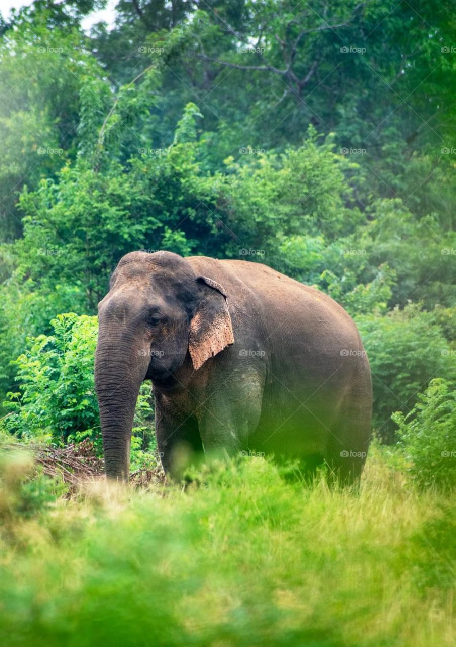 He is searching for something to eat