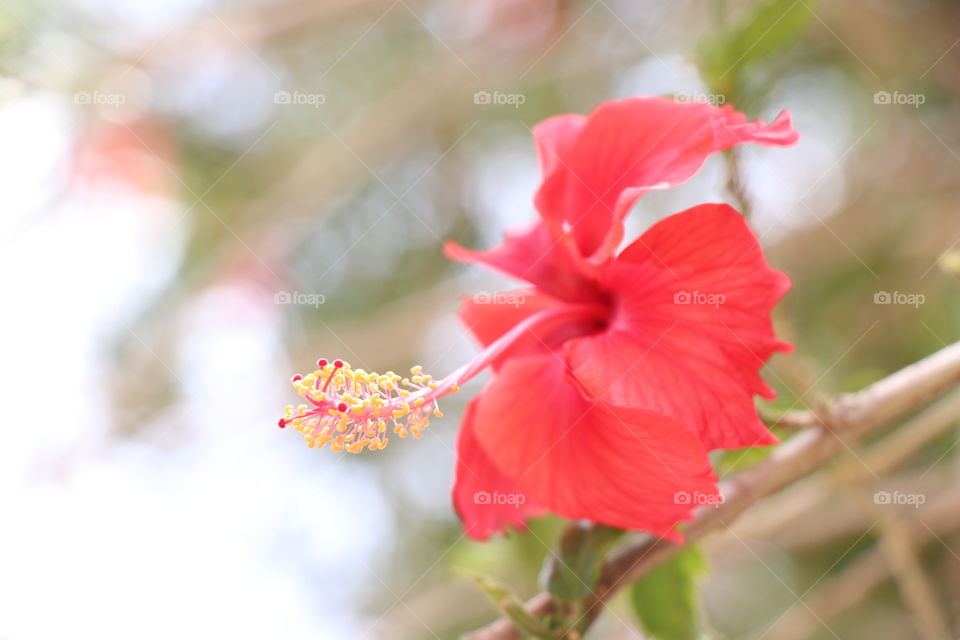 flower,blur background, leaf