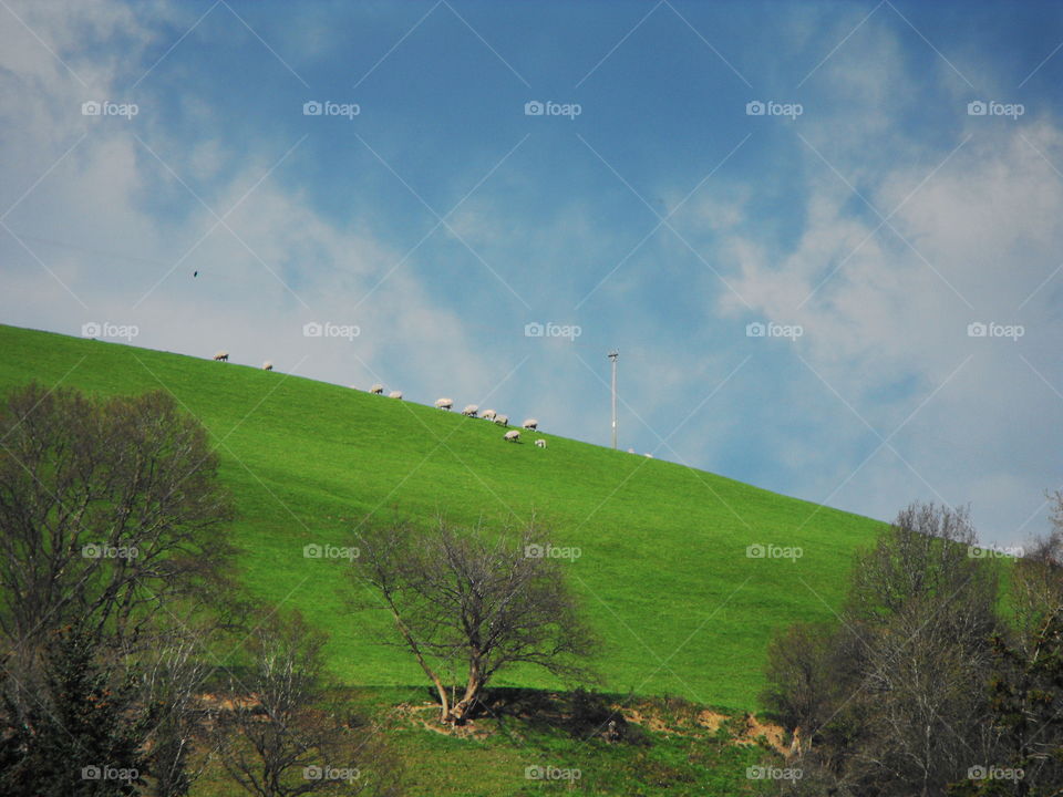 Sheep on a hill and ink-like cloud