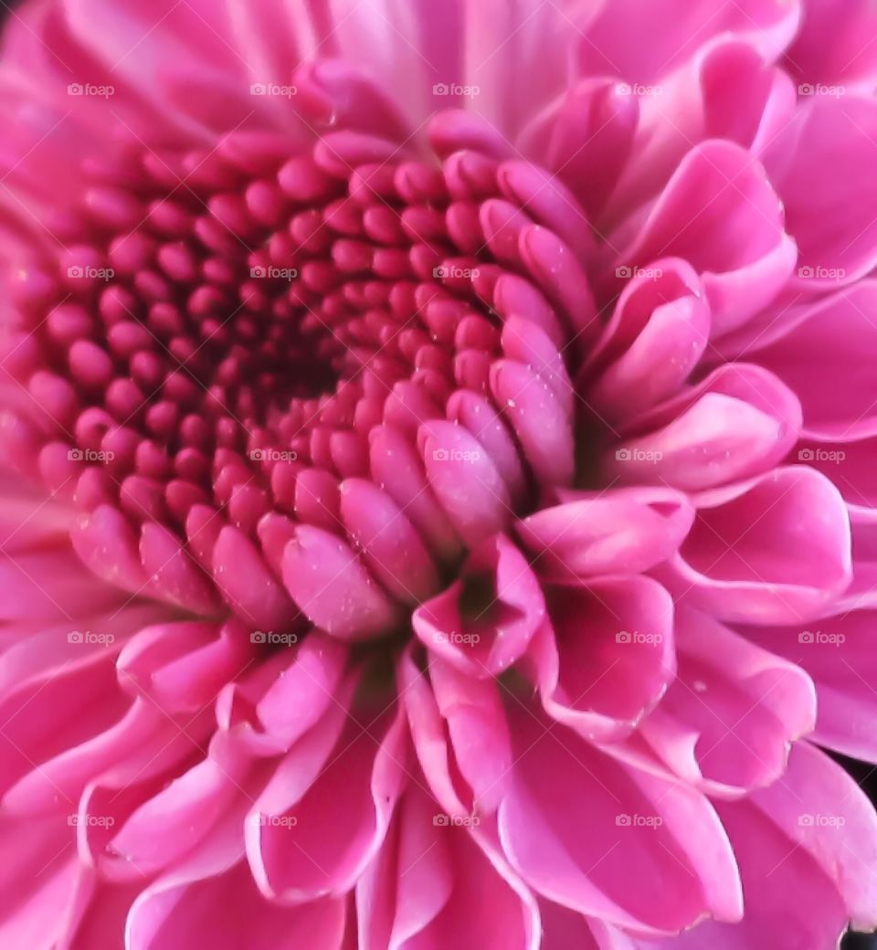 Pink Flower