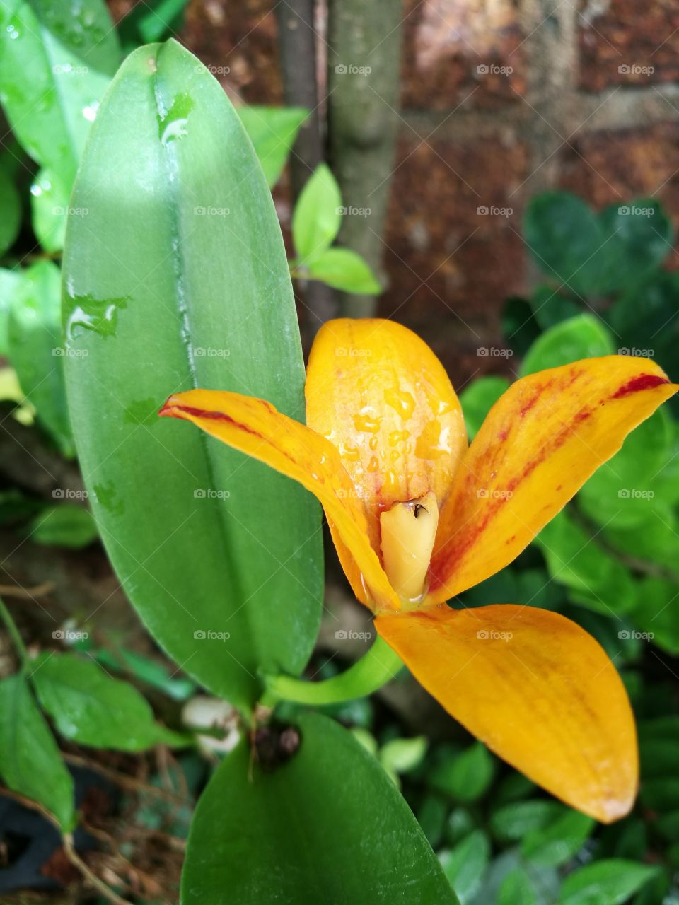 The blooming of yellow orchid with green leaf.