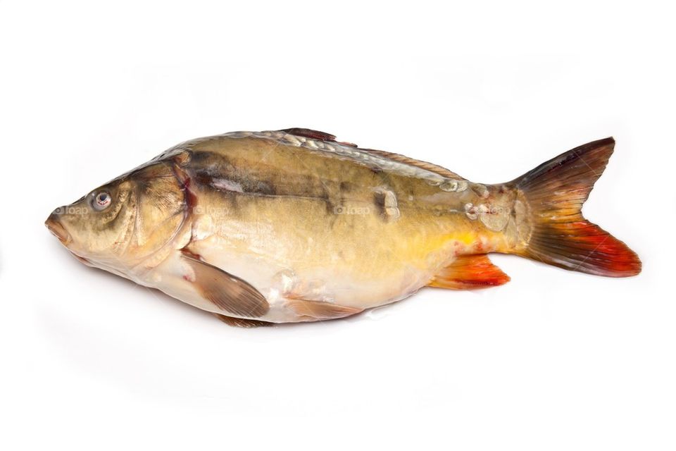 Mirror carp fish