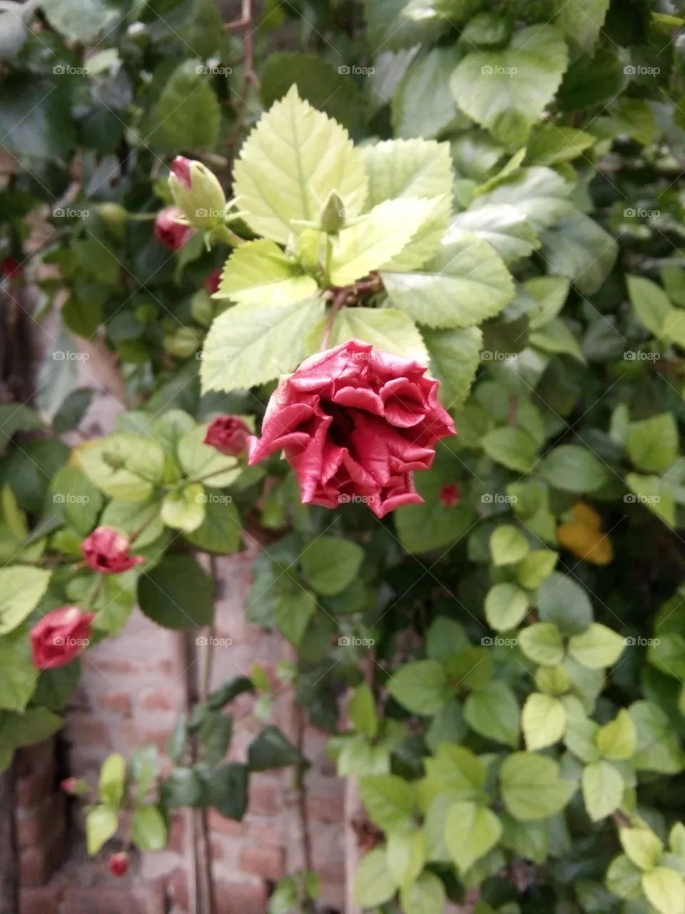 flower,best flower,indian flower picture,nice flower pics,A great photo,a photo for everyone,a memorable photo,a no.  photo, a cherished photo,a beautiful photo,a great photo for the best people, a sample of beautiful photography