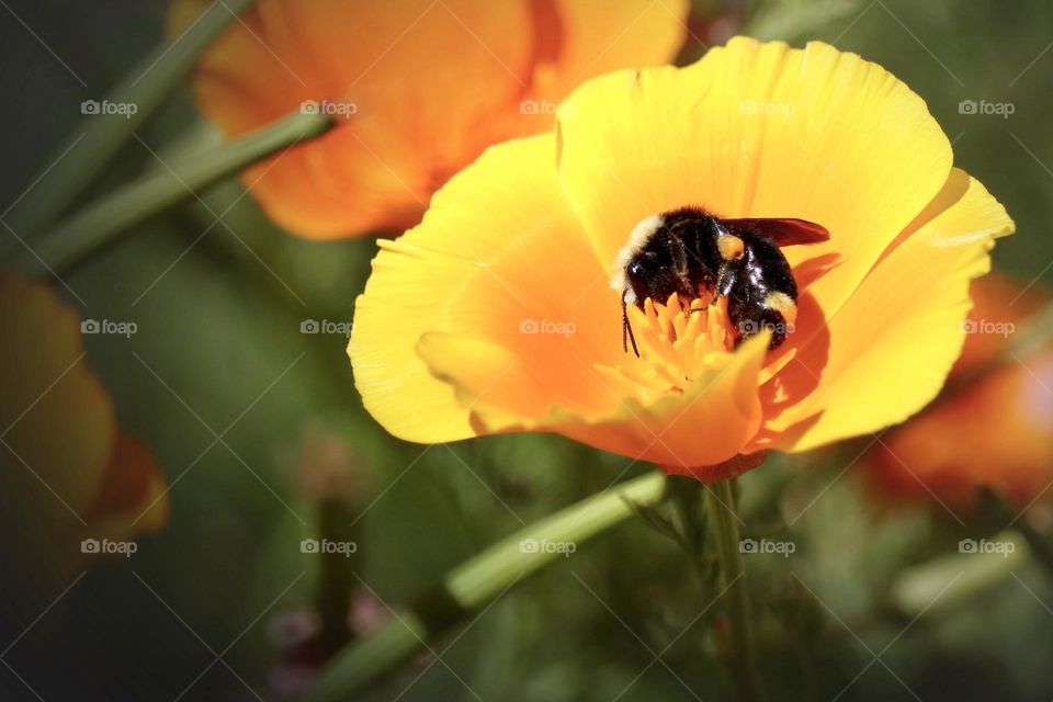 A black and yellow bumblebee collects pollen from a bright marigold in the warm summer sun