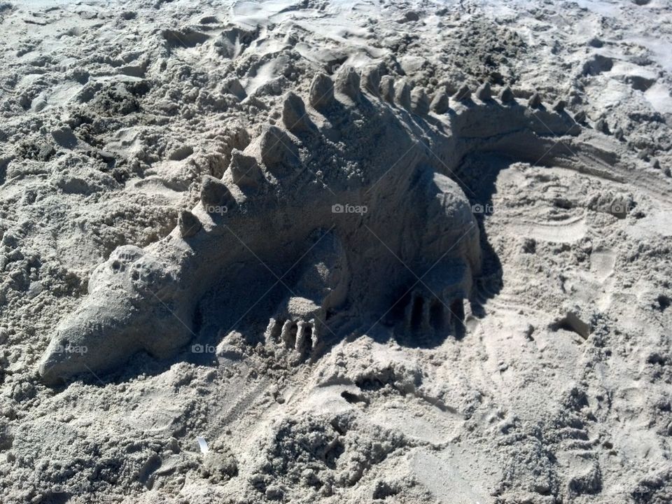 Sand Creatures