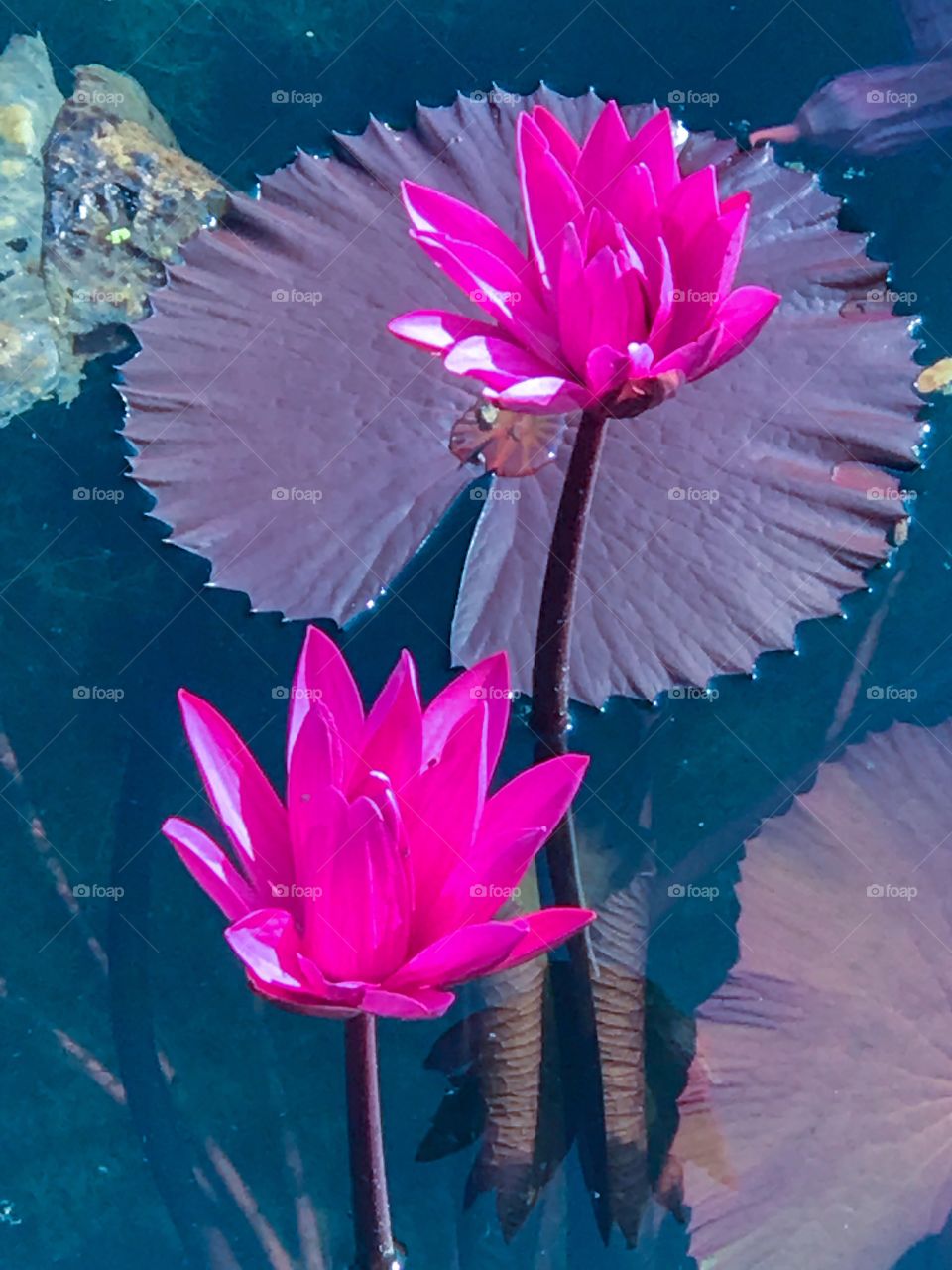Lilies & lily pads ...as beautiful as they can be