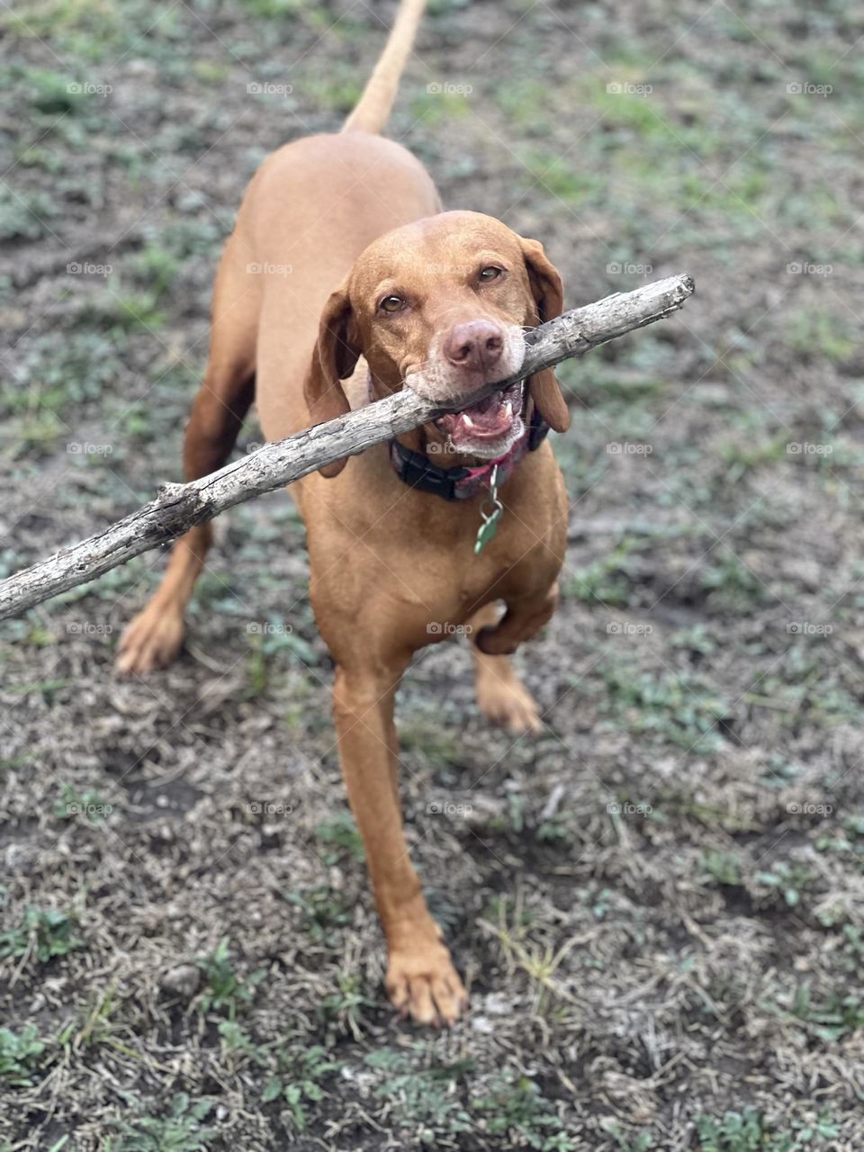 El placer que tiene un perro de salir a explorar en un ambiente natural, trae muchos beneficios para su cuerpo y mente.