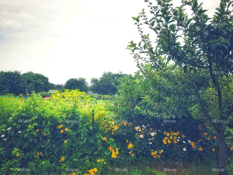 Found the community garden