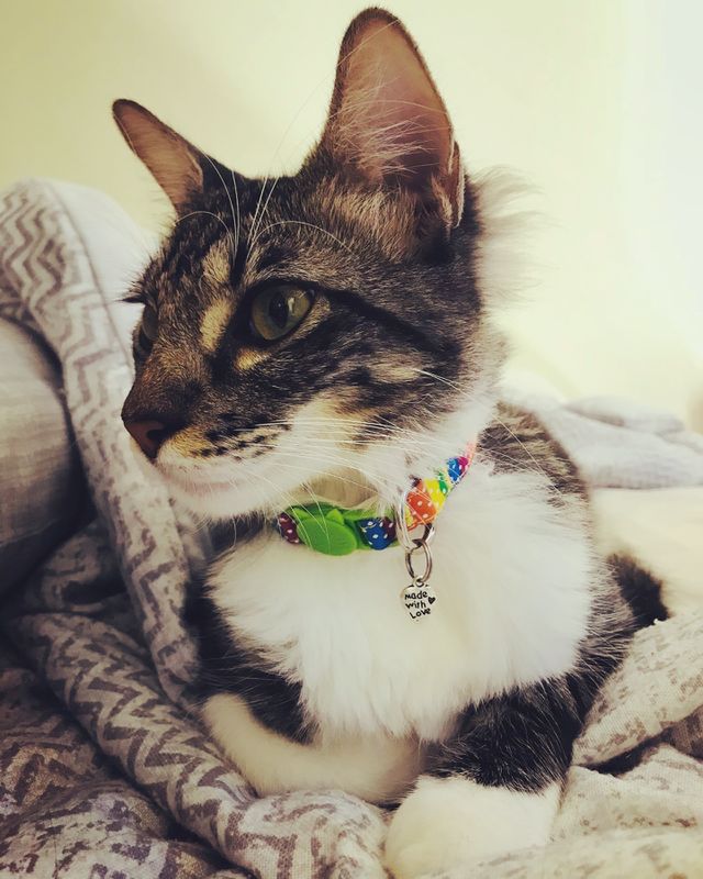 Kitten 🐱