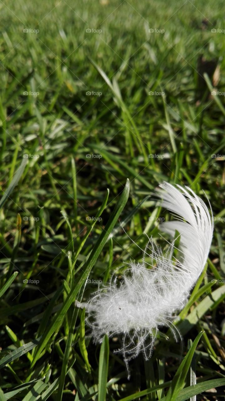 grass and feather
