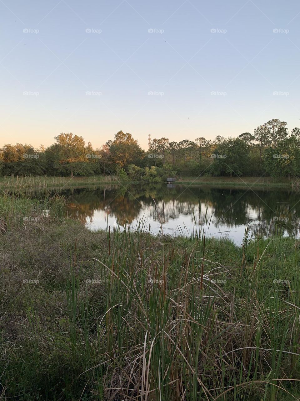 Ponds Reflection