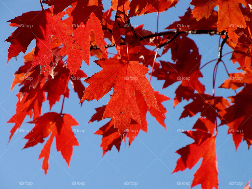blue red leaves autum by landon