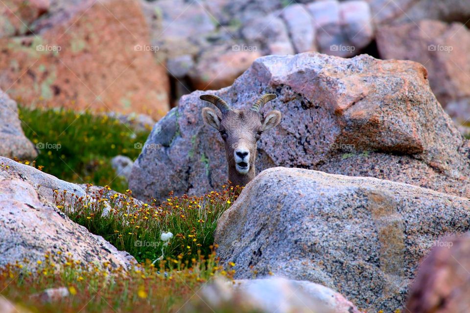 Bighorn sheep in Colorado