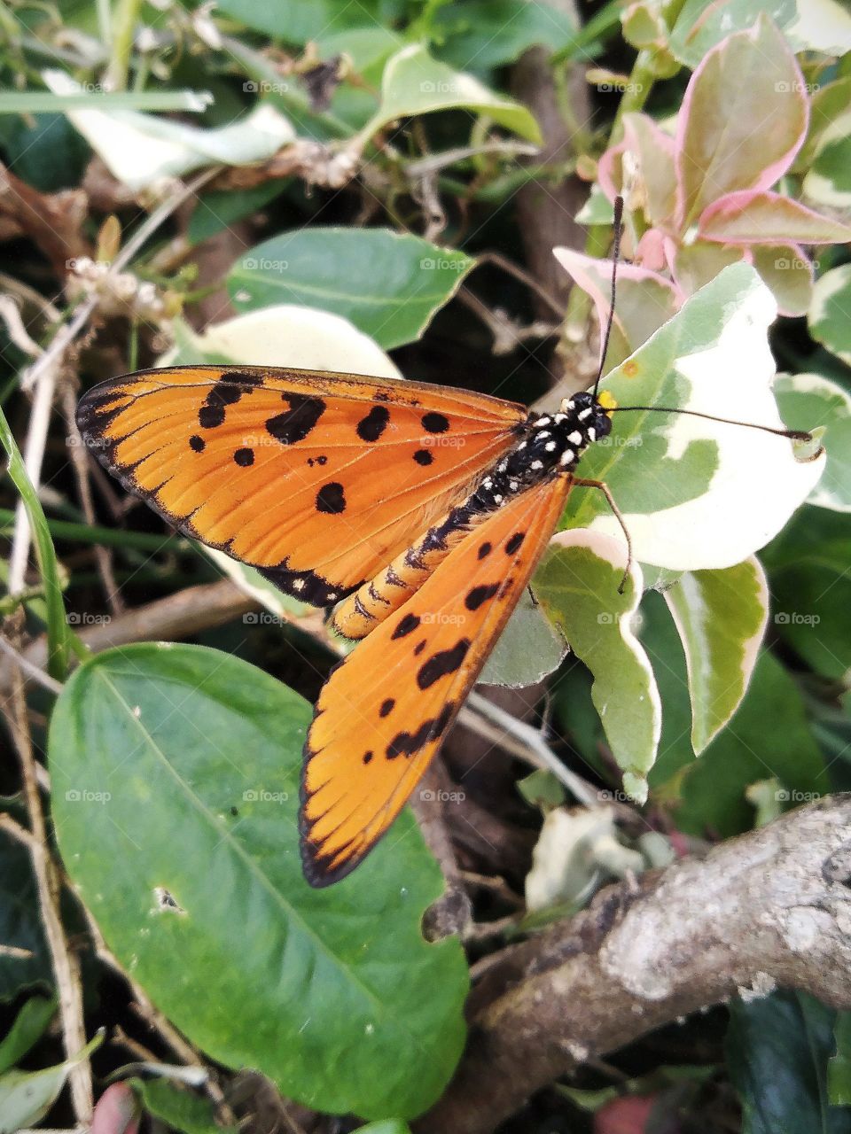 Butterfly rested on the leaf.