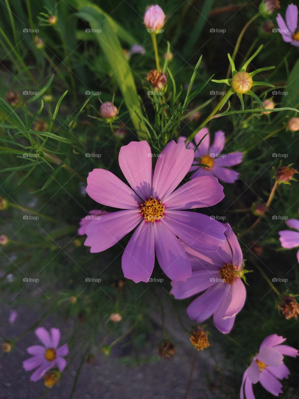 Macro photo of flowering grass
