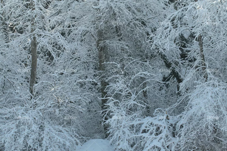 Bäume im Schnee