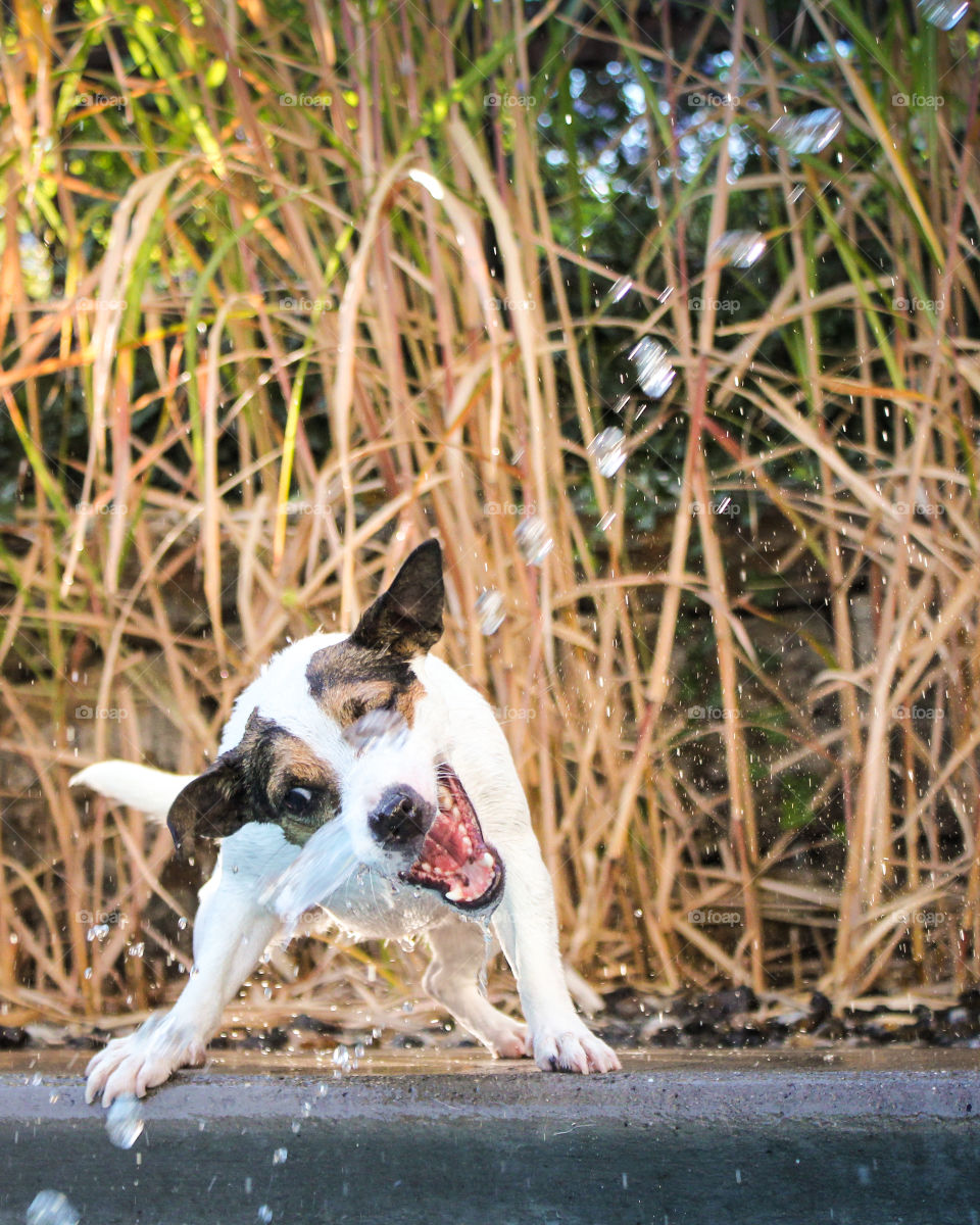 Dog playfully chasing water from a garden hose, trying to take a bite. 