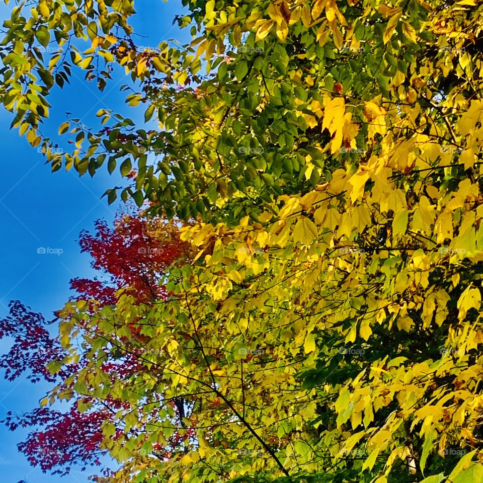 Autumn in the Laurentians 🍂
