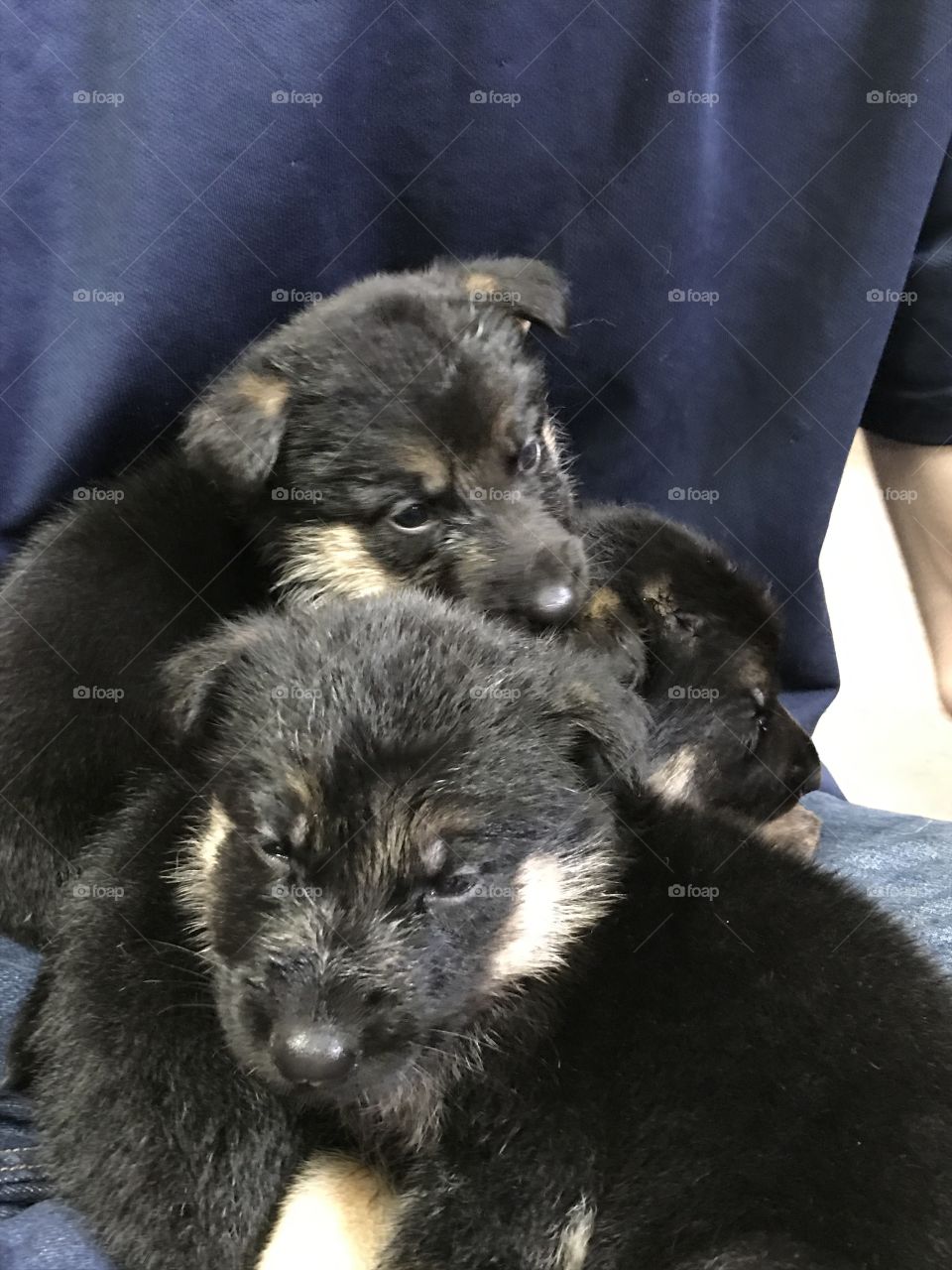 Shepherd Puppies
