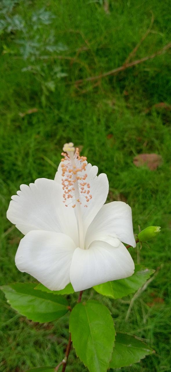 White hibiscus flower, it is a genus of flowering plant in the mallow family malvaceae, native to warm temperature,  photo shoot at tue, 2 may, 2023, 10:08 am.