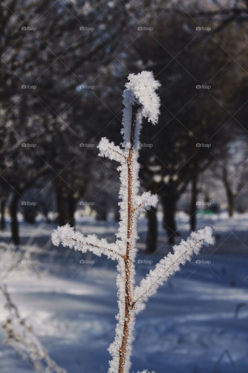 Frozen plant