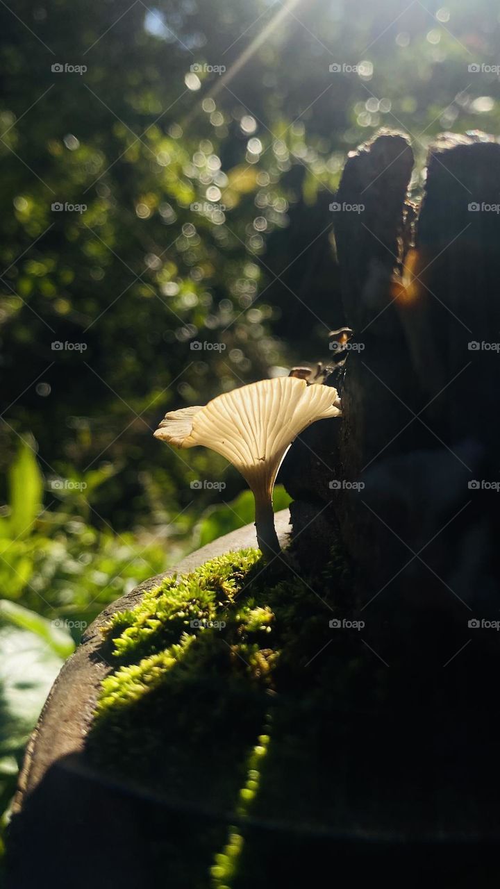 sunshine with mushroom