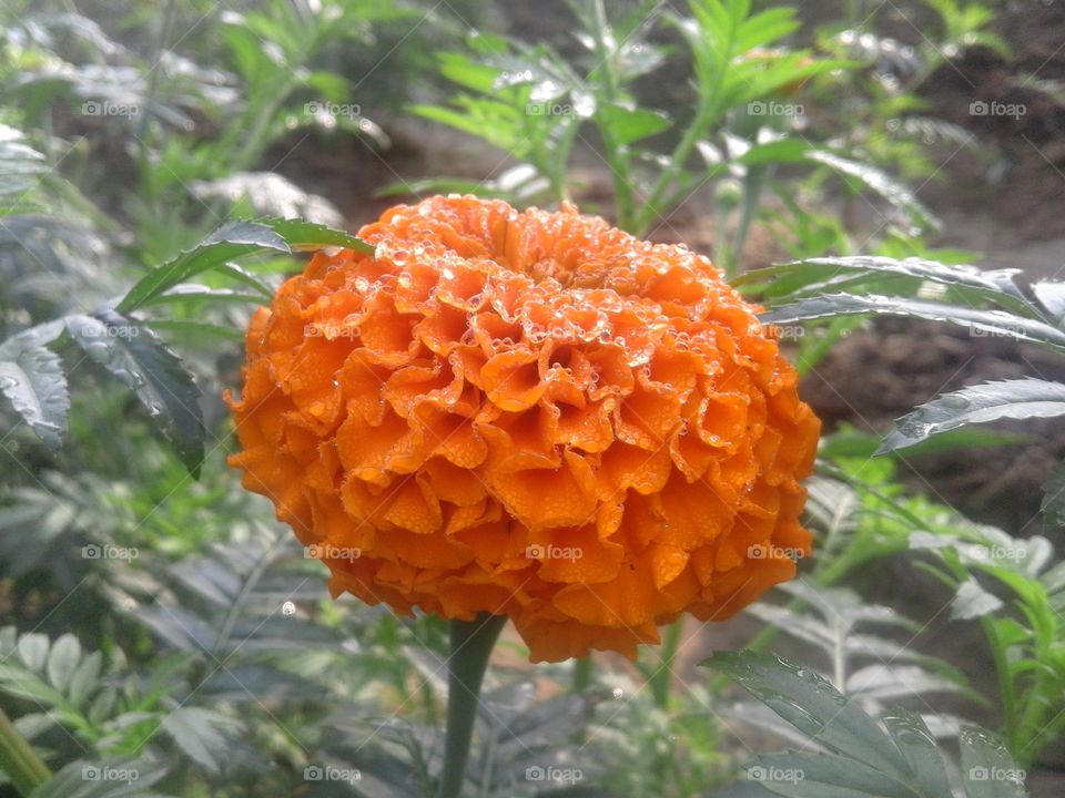 Leaf, Nature, No Person, Flora, Garden