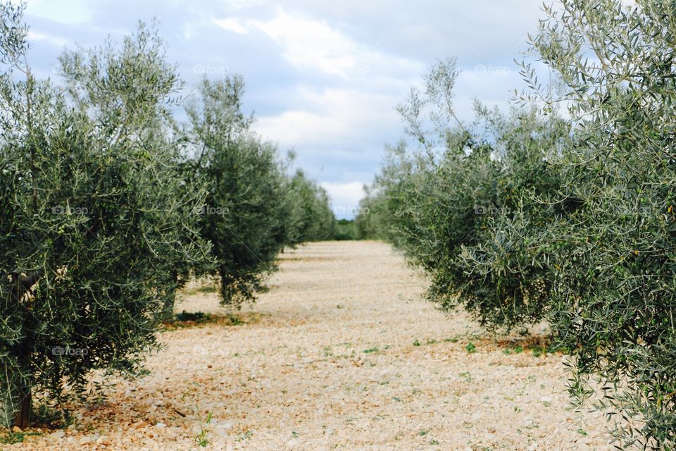 Olives trees 