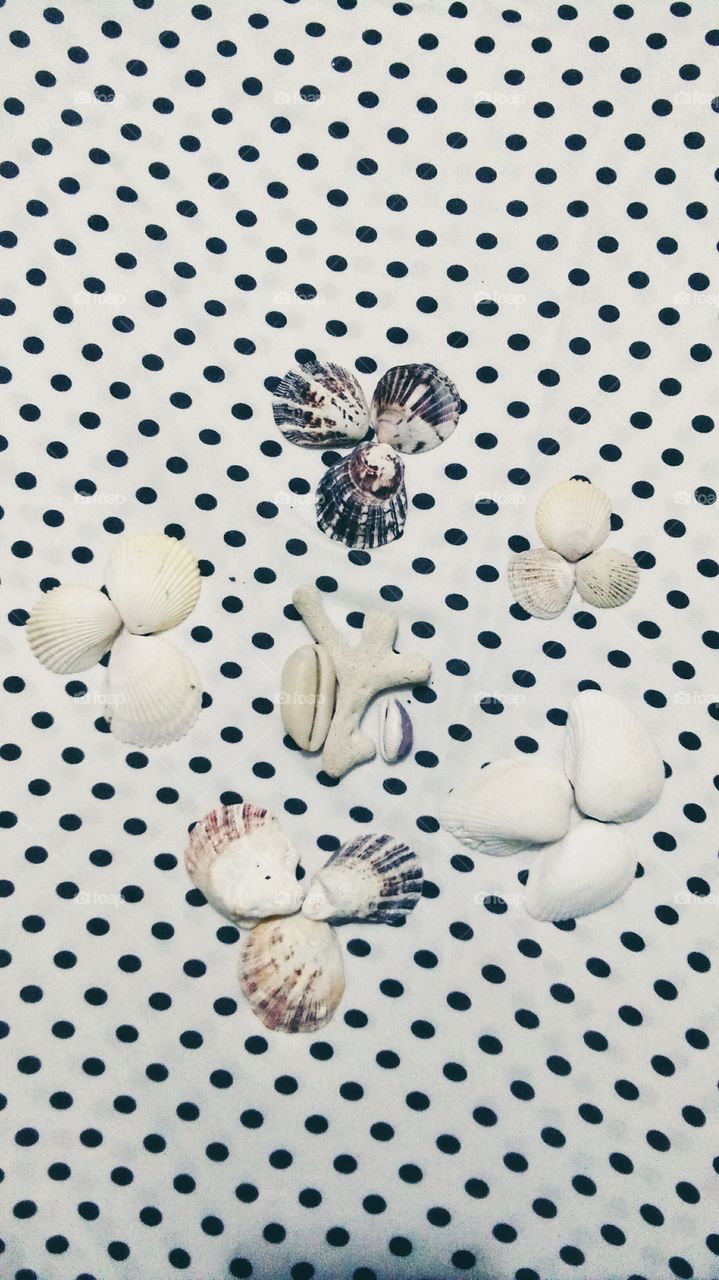 I love to collect sea shells.
I love how our amazing God created these shells.