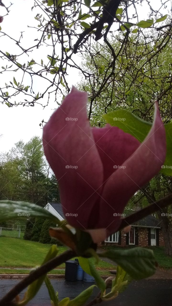 pink tree flower