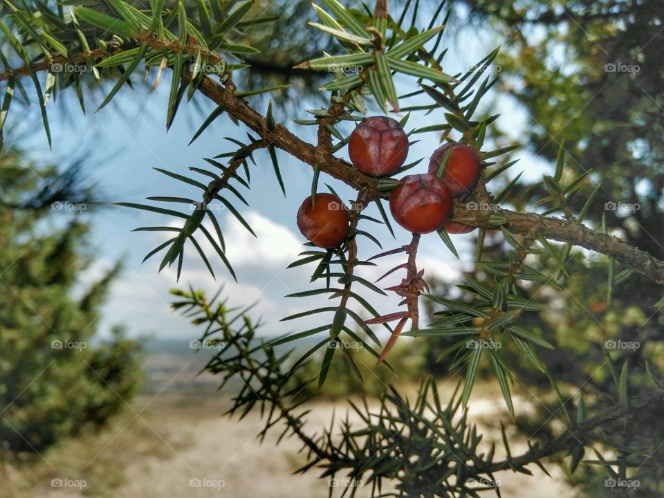 Red berries on a tree