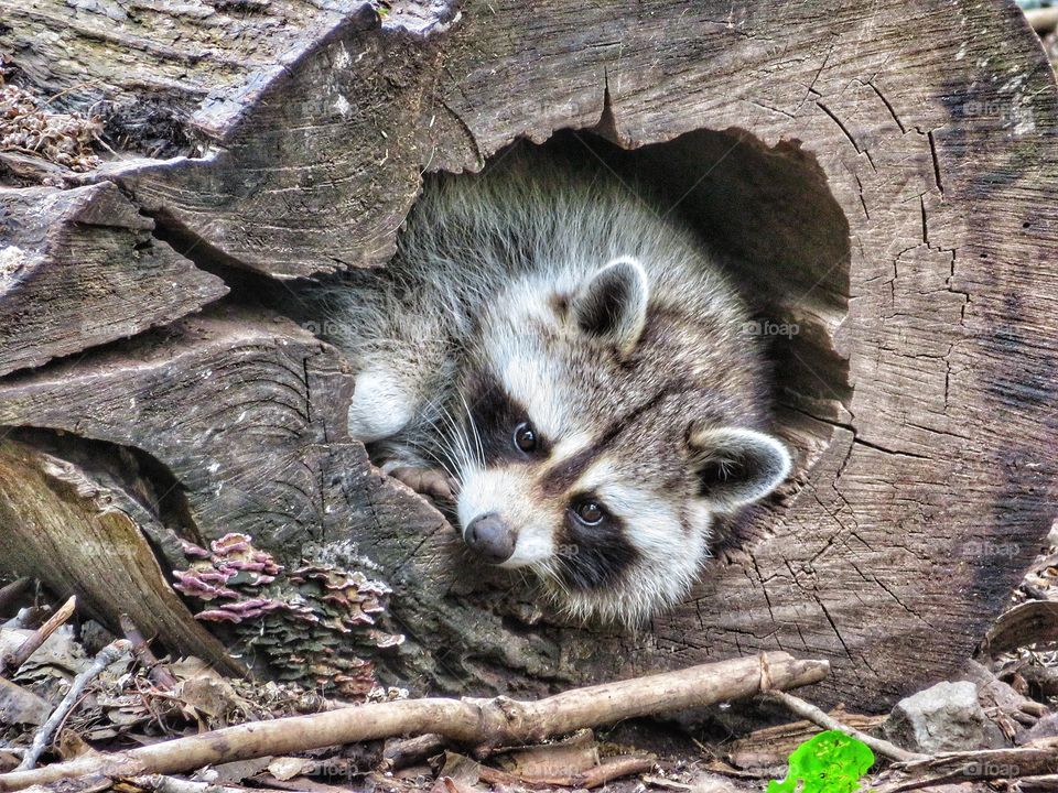 Ecomuseum Montreal - a playful racoon 