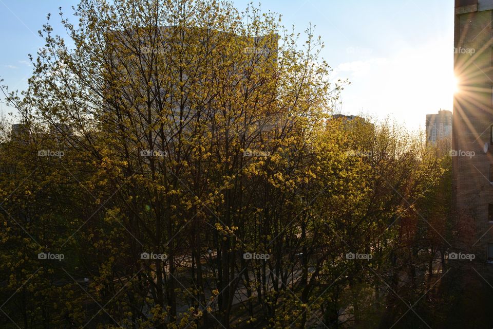 spring time balcony view in the sunlight young green trees and houses