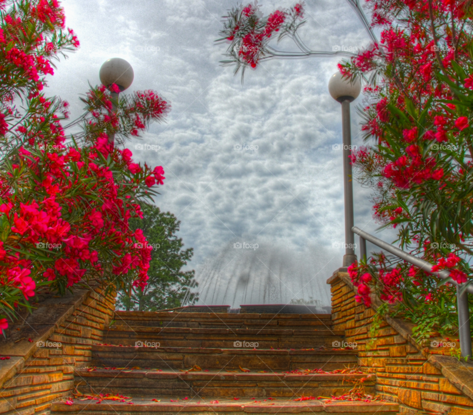 flowers pink clouds park by lightanddrawing