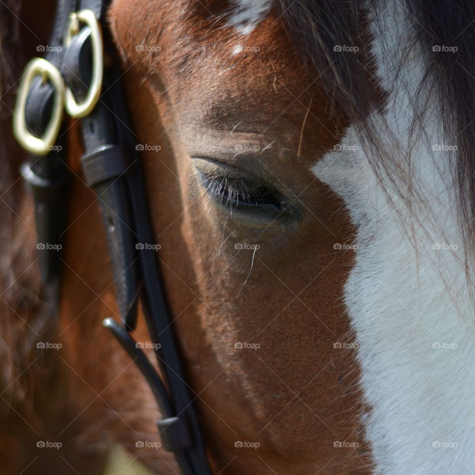 Heavy Horse . Horse portrait took at country show